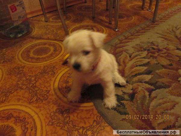 Щенок, мальчик Вест хайленд вайт терьер (вестик)