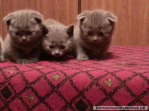 Британские котята