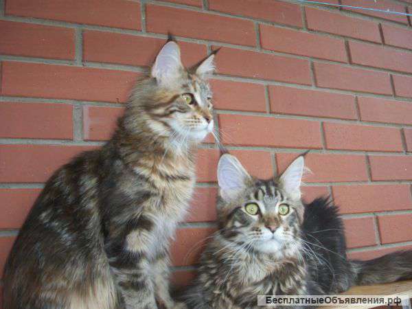 Мейн-кун шоу класса