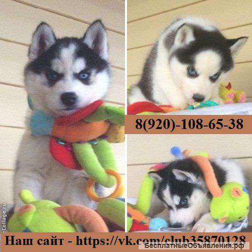 Чёрно-белых голубоглазых щеночков хаски
