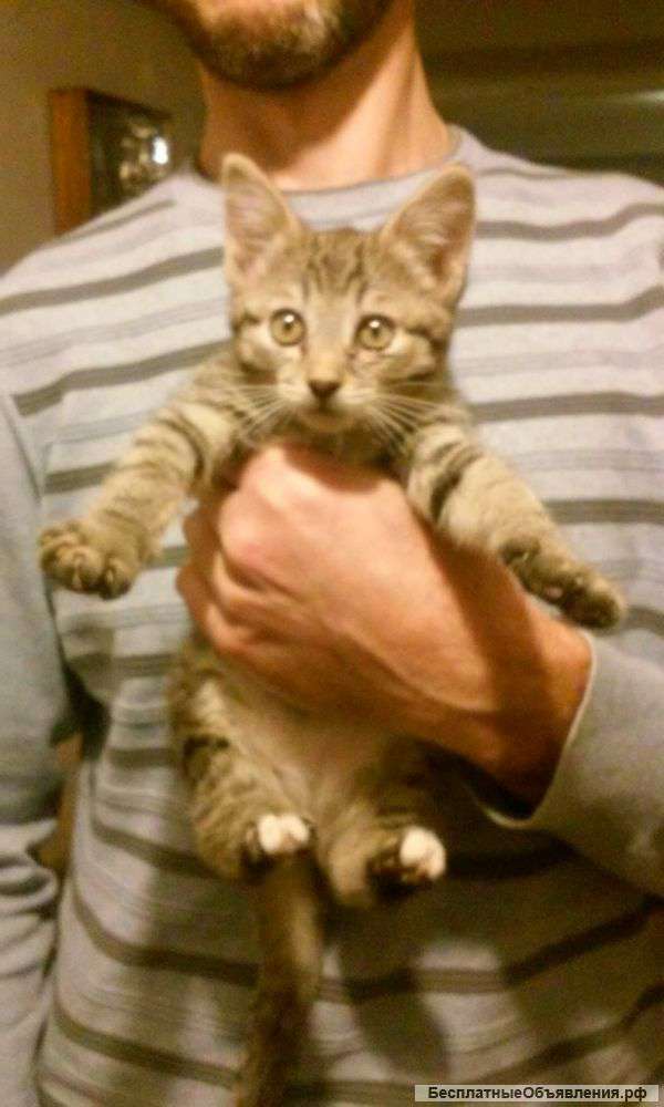 Найден маленький котенок