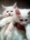 Котята Мейн Кун белоснежные