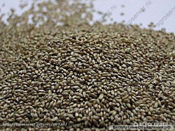 Тимофеевка луговая