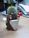 Веселые кактусы