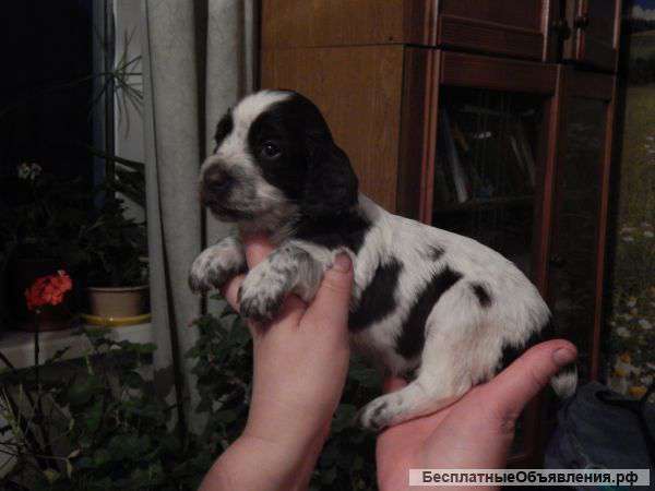 Щенки русского спаниеля