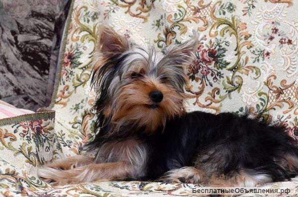 Щенки йоркширского терьера