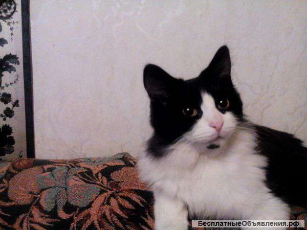 Молодой котик ищет любящих хозяев