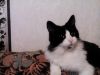Молодой котик ищет любящих хозяев