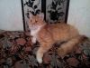 Рыженький котенок ищет свою семью