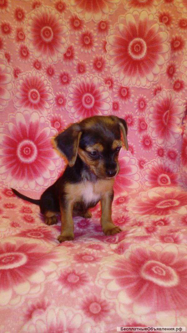 Метис таксы