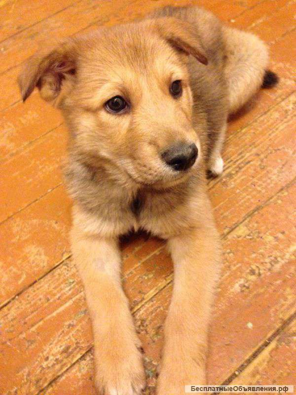 Супер щенок