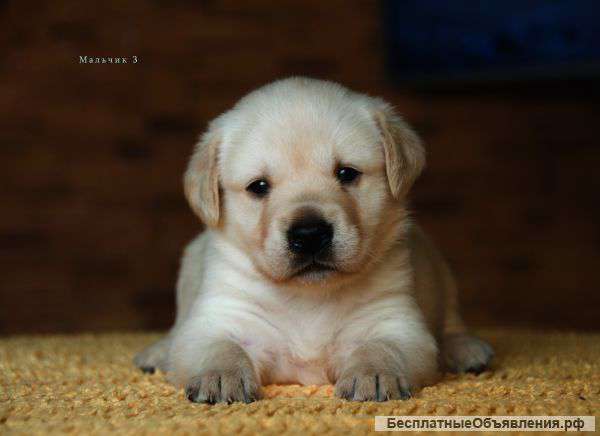 Щенки Лабрадора от Интерчемпиона