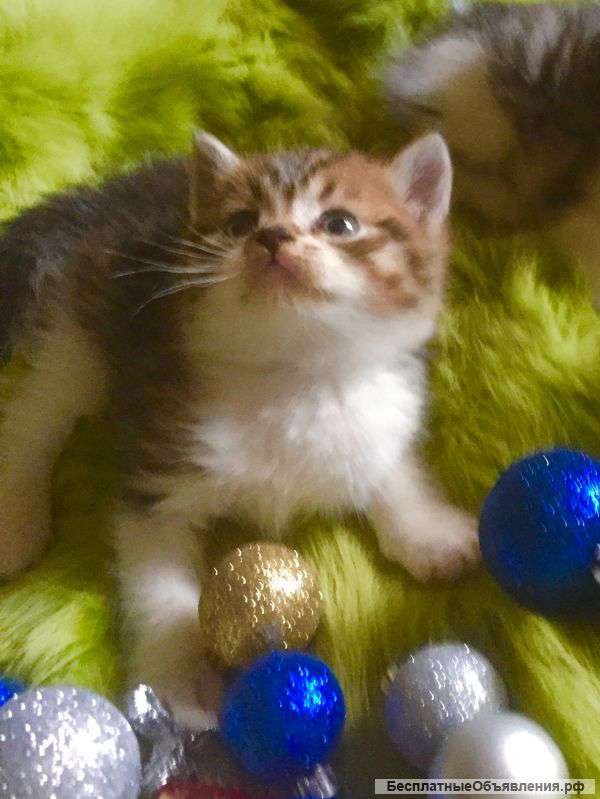 Котятки от Шатландской вислоухой кошечки