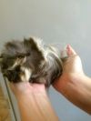Морских свинок, 1 месяц, папа-шелти мама-абиссинка