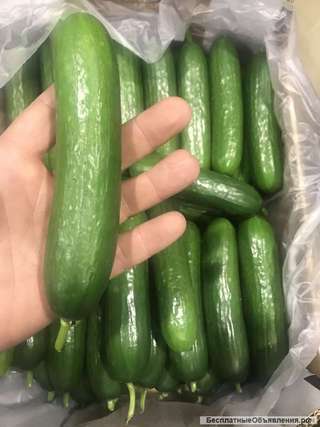 Огурцы