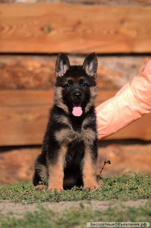 Щенки немецкой овчарки