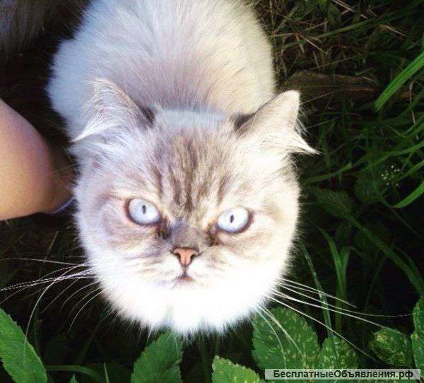 Котята Персики