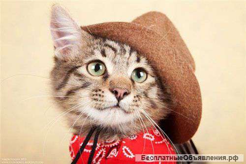 Котенок 4 мес., мальчишка в добрые руки