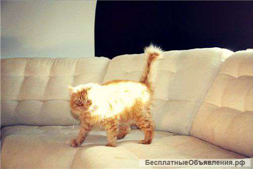 Плюшевый котик в добрые руки