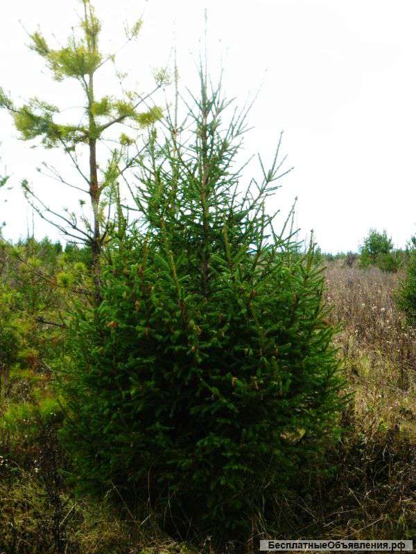 Ели Новогодние