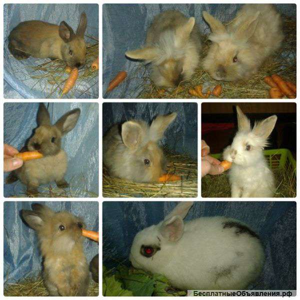 Декоративные кролики