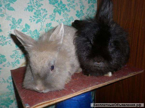Отдам даром кролика