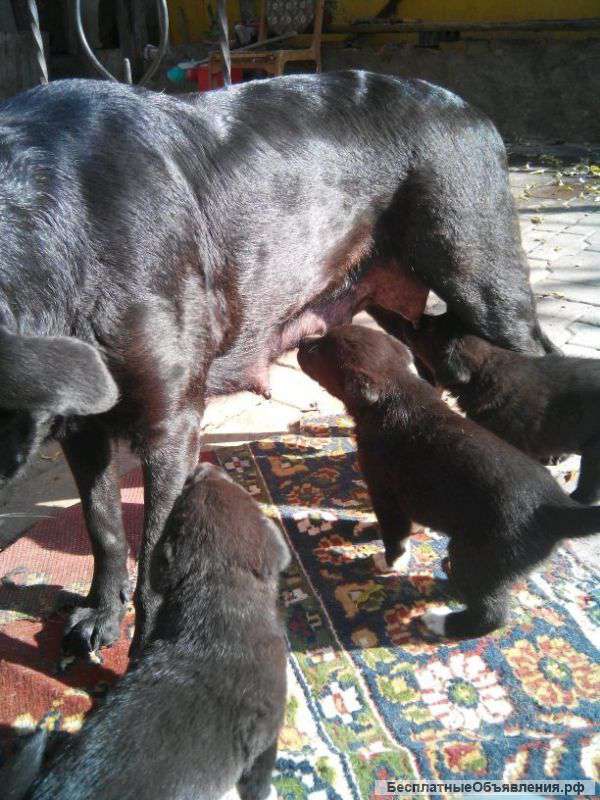 Раздаю щенков в Темрюке