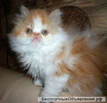 Персидский котенок