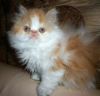 Персидский котенок