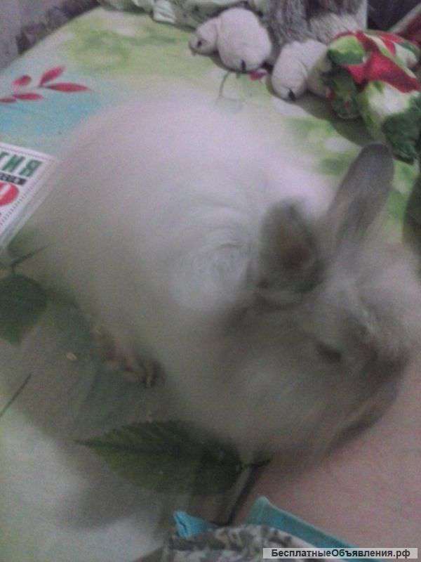 Кролик с клеткой