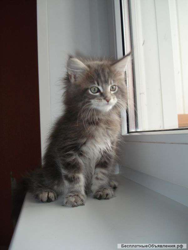 Любимый питомец