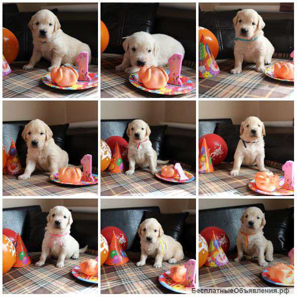 Щенки Золотистого Ретривера