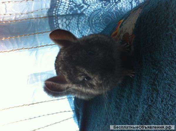 Прошу помочь