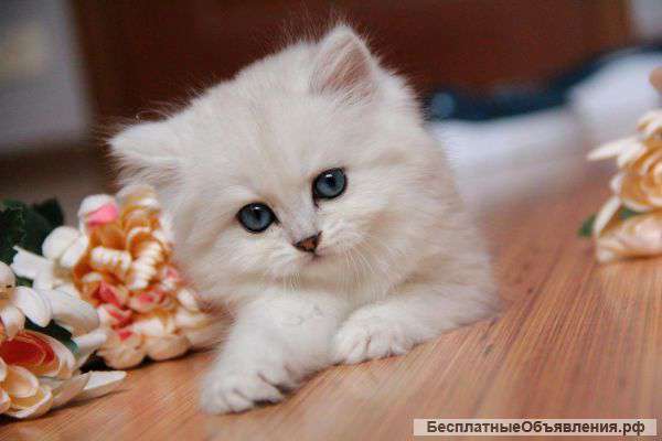 Красивая серебристая шиншилла девочка "Живанши"