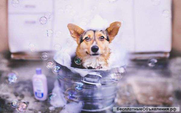 Курсы груминга