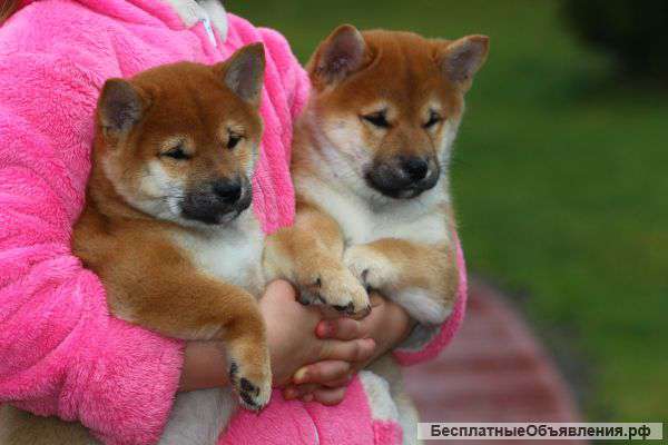 Щенки Сиба (Шиба) ину. мини Акита-ину.