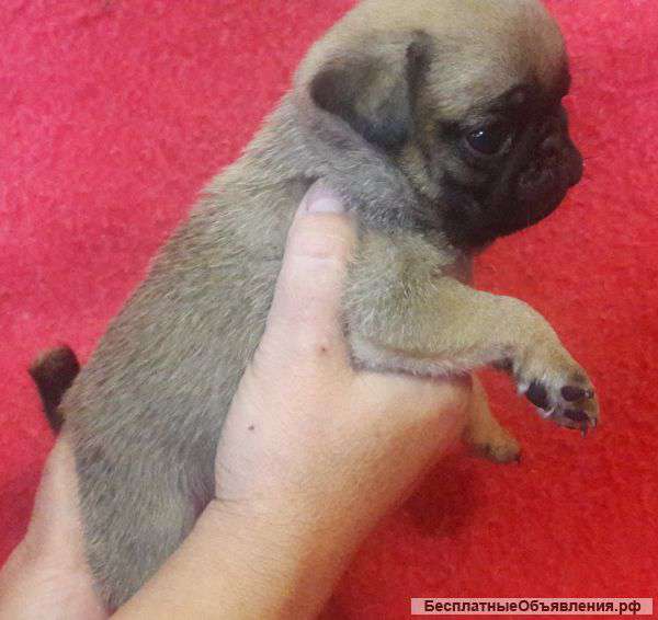 Щенки мопса