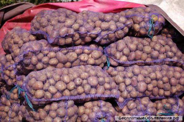 Картофель с Омска. Крупный опт. Белые и красные сорта. От 10р/кг