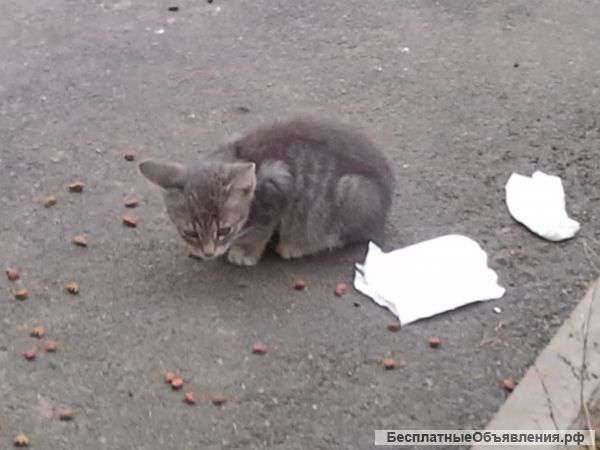 Несчастные кошки в дар
