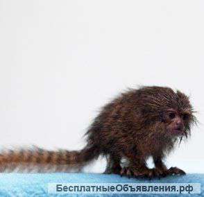 Карликовые обезъянки Cebuella pygmaea