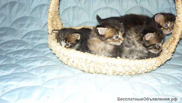 Мейн-кун котята