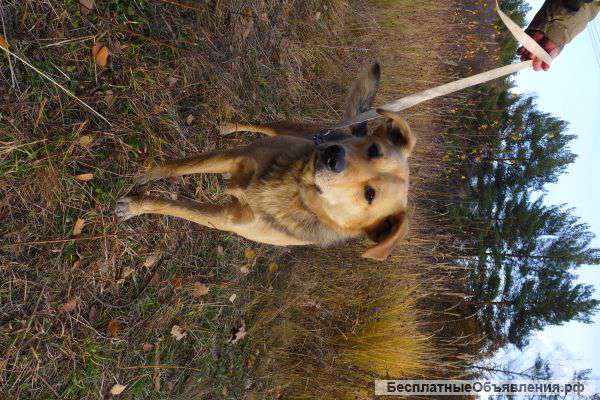Собаку в добрые руки