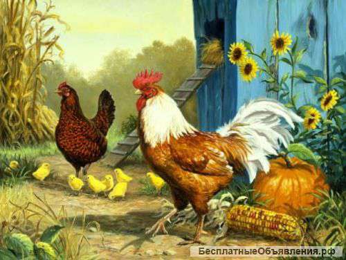 Cуточный и подрощенный бройлер