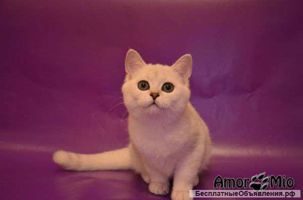 Британская кошечка Niki BRI ns 11 серебристая шиншилла