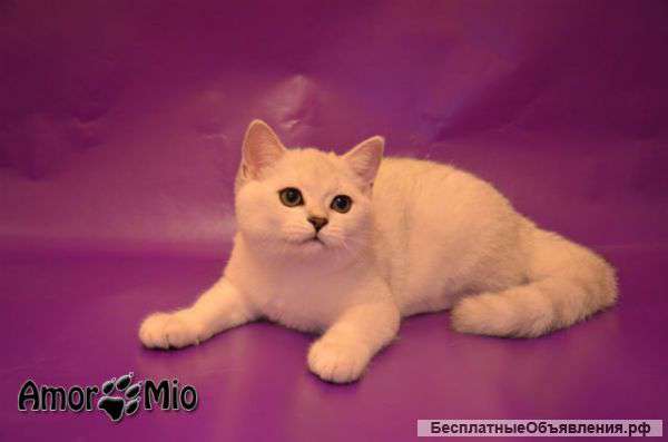 Британская серебристая шиншилла котик Nelson BRI ns 11