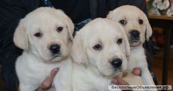 Щенки лабрадора черные и белые