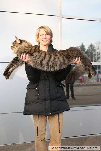 Котята самой крупной породы мейн-кун