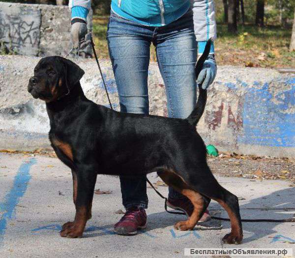 Элитный щенок ротвейлера от Чемпиона Мира