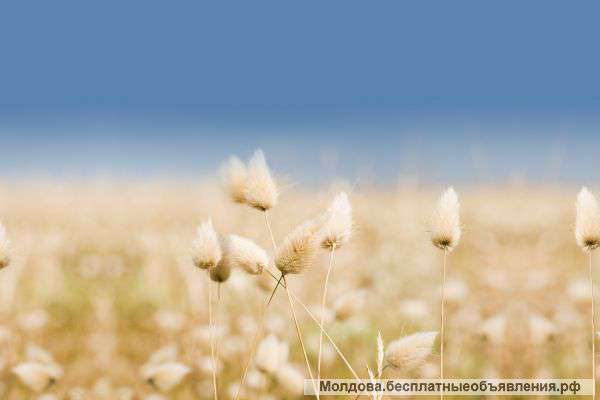 Работа на хлебокомбинате Германии