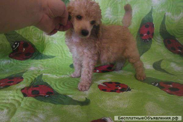 Малый пудель